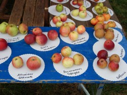 Ausstellung der Sorten aus dem Boomgarden Park