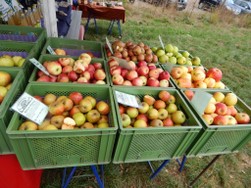 Verkauf von Äpfeln auf dem Tag der Offenen Tür im Boomgarden Park Helmste
