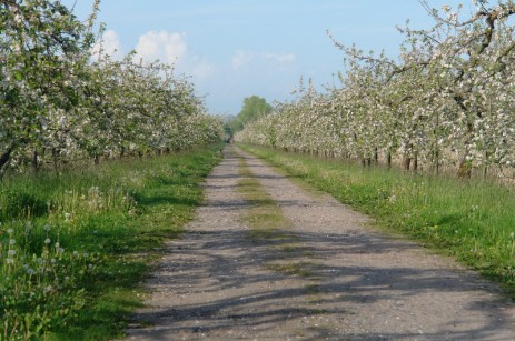 Blüte Finkenwerder am weg 2010