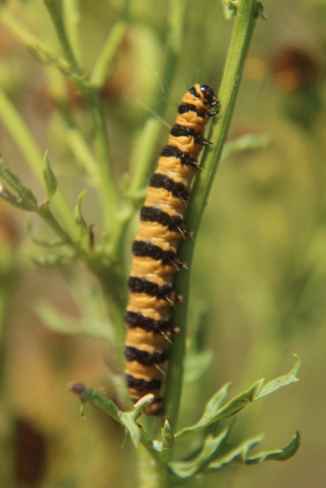 Raupe des Blutbeeren