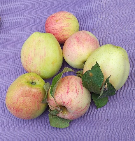 Dithmarscher Paradiesapfel