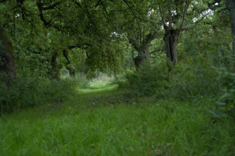 Apfelhof im Herbst