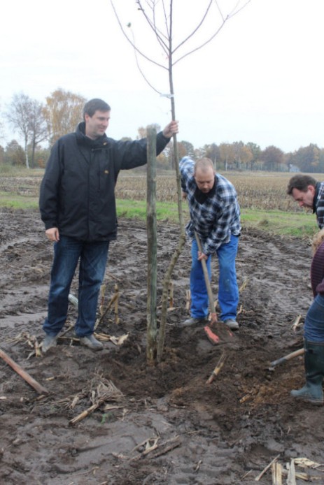 Die Verwandelung eines Maisackers in eine Streuobstwiese