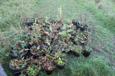 Die Erdbeeren in Töpfen, sowie Stachelbeeren