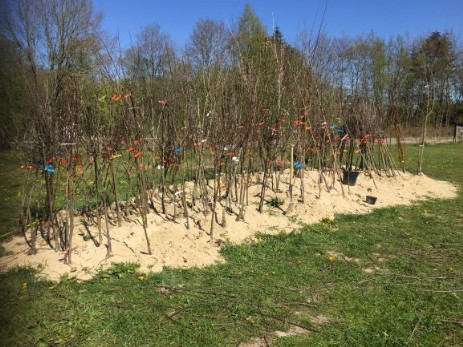 Jungbaum Verkauf im Boomgarden in Helmste