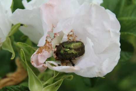 Gemeiner Rosenkäfer