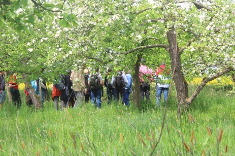 Führung mit Eckart Brandt in der alten Streuobstwiese